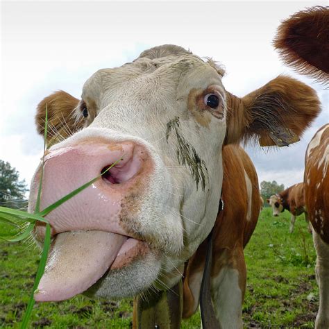 Maybe you would like to learn more about one of these? Funny cow stick out tongue Photograph by Matthias Hauser