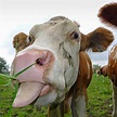 Funny cow stick out tongue Photograph by Matthias Hauser - Fine Art America