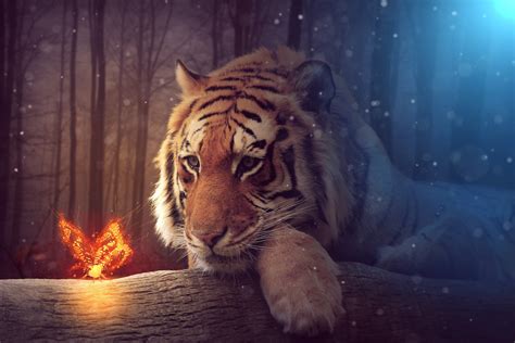 Tiger Dreamy Art Hd Artist 4k Wallpapers Images Backgrounds Photos