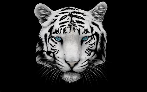 White Tiger And Blue Eyes 2880 X 1800 Retina Display Wallpaper