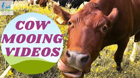 Cow Mooing Videoskidrobansfunny Cow Sounds For Children Youtube