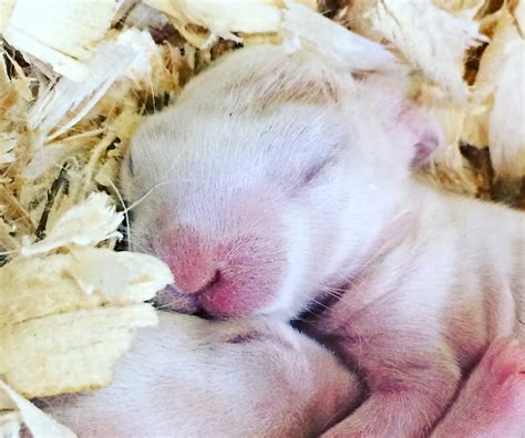 Newborn Bunnies With Fur