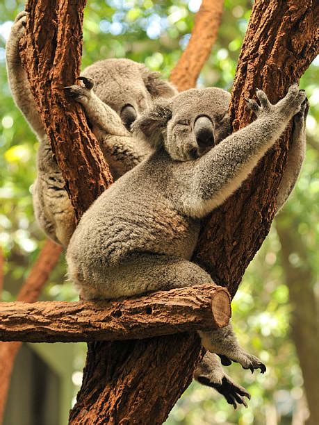 Koala Sleeping Photos Stock Photos Pictures And Royalty Free Images Istock