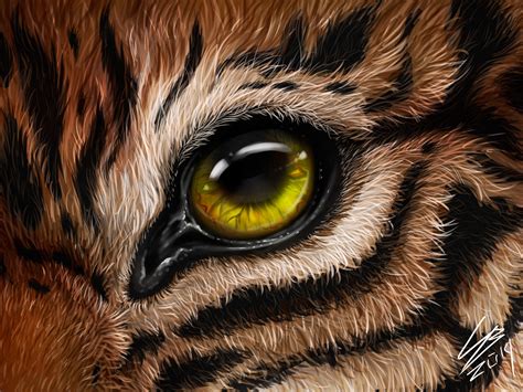 Tiger S Eye By Victoria Sokolova On Dribbble