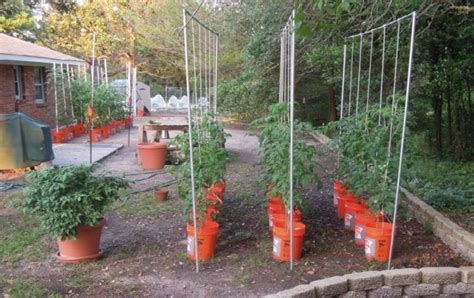 How To Grow Tomato Plants In Buckets Growing Vegetables Tomato