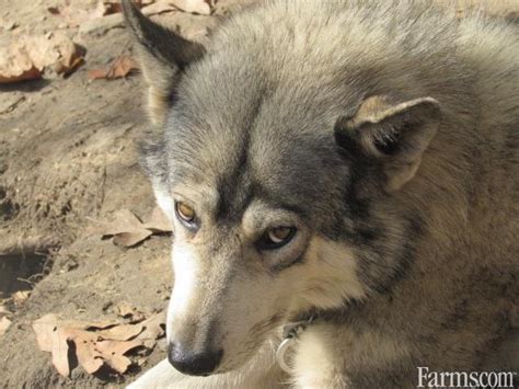 Wolf Hybrid For Sale Classified