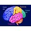 Functions Of Cerebral Lobes  Biology Exams 4 U