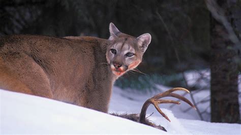 Reintroducing Cougars Could Prevent Thousands Of Deer Related Injuries