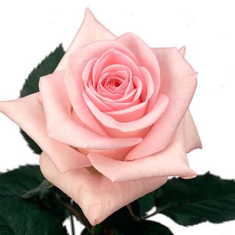 Pink Rose Sweet Akito Stem Length 50 60cm Upstate Flower Market