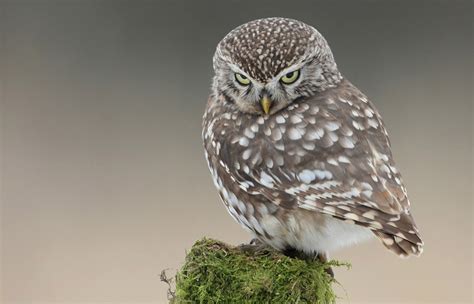 Adorable Little Owl Photo One Big Photo