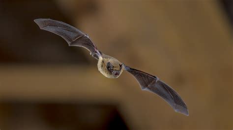 Are Bats Mammals Bat Roosts Reproduction And More Terminix