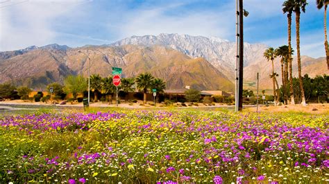 Palm springs / joshua tree koa is located in desert hot springs, california and offers great camping sites! Wildflowers are already blooming in the Palm Springs area ...