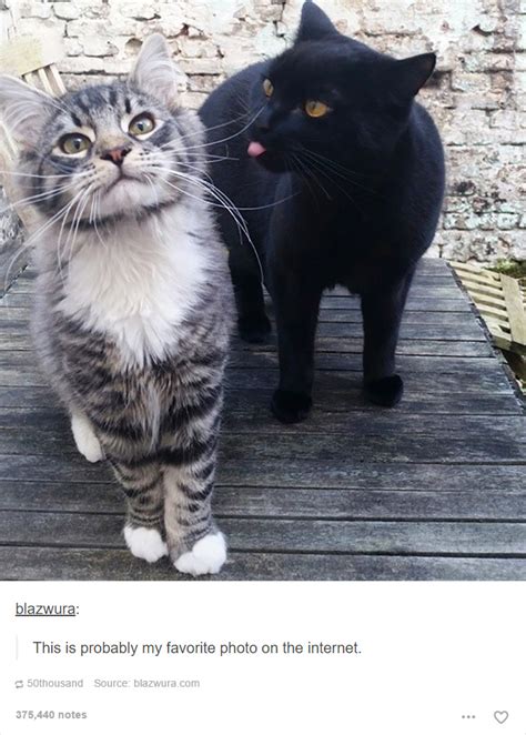 48 Of The Funniest Cats On The Internet Funny Gallery Ebaums World