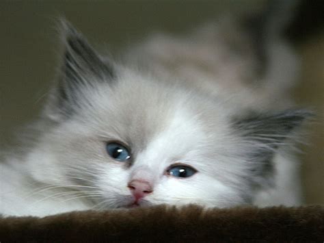 The color grey is all the rage right now, from fifty shades of grey to countless grey interior decorations to articles declaring that grey is the. grey persian cat : Biological Science Picture Directory ...
