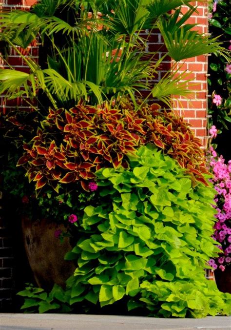 3 Great Trailing Plants For Hanging Baskets Containers And Potted Plants