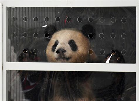 2 Giant Pandas Arrive To Warm Welcome In Berlin The New York Times