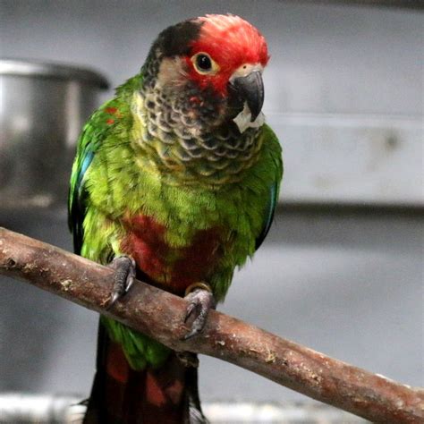 Rose Fronted Conure