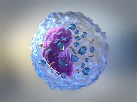 1) removing unwanted structural debris 2) isolating materials that. How Peacekeeper Cells Prevent Autoimmune Disease: Q&A with ...