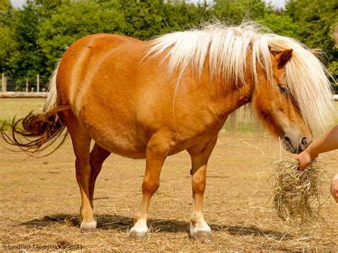 Falabella hengst nova stables tito als paardrijden een te grote stap is, is een pony misschien wel iets voor jou. LandPark Lauenbrück - Falabella-Ponys