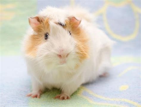 11 Types Of Guinea Pig Breeds To Learn About Kaytee