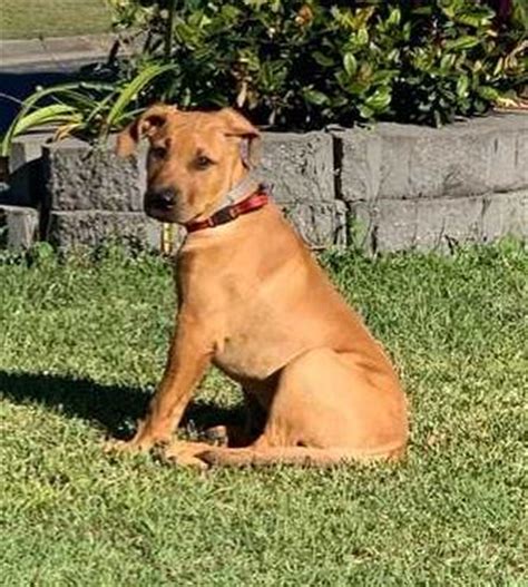 Quid Large Male Rhodesian Ridgeback X Black Mouth Cur Mix Dog In Qld