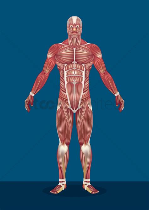 Male Human Body Muscles Vector Image 1590163 Stockunlimited