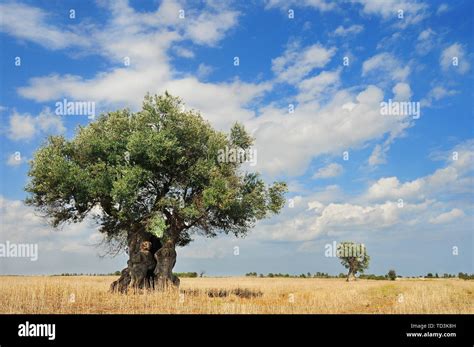 Sicily Olive Tree Hi Res Stock Photography And Images Alamy