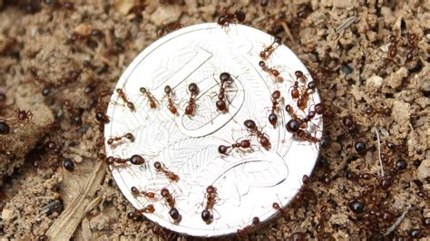 Fire Ants Found At Brendale Quest News