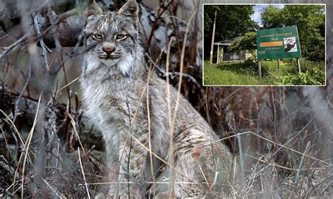Lynx Escapes From Dartmoor Zoo And Is On The Loose Daily Mail Online