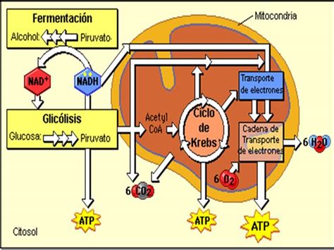 Diapositivas De Metabolismo De Carbohidratos Página Web De Bioscientia