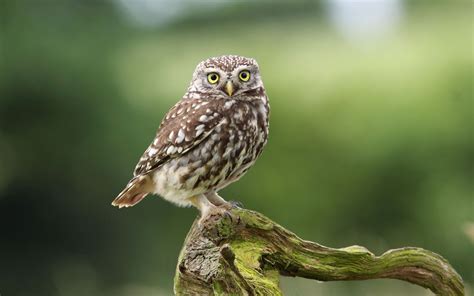 Owl Wallpapers Best Wallpapers