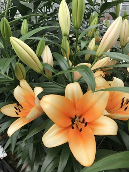 Buy Lily Bulbs Orange Emperor Oriental Trumpet X Asiatic Lily Gold