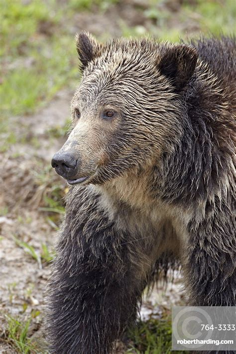 Grizzly Bear Ursus Arctos Horribilis Stock Photo