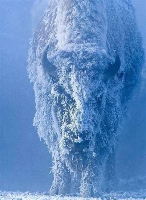 Stunning Photo Of A Female Buffalo In A Blizzard Wildlife Animals
