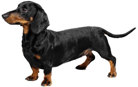 Dachshund Dog Breed Information Pictures Characteristics And Facts