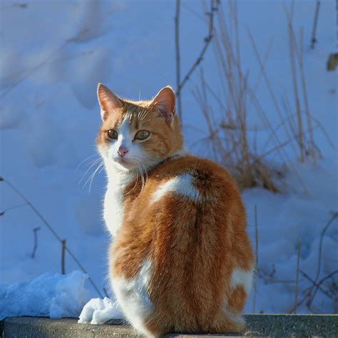 Feral Cats Deserve Warmth This Winter Cat Tales