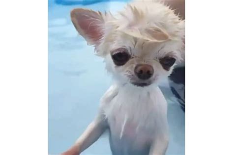 29 Cute Chihuahua Haircut Ideas All The Different Types And Styles