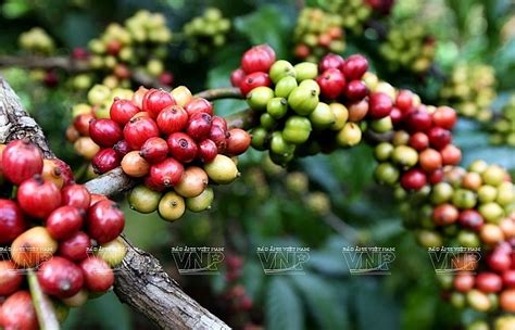 Weasel coffee is a common name for kopi luwak in some countries. Italian coffee producers highly evaluate Vietnamese coffee ...