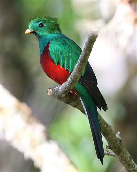 Murfs Wildlife Resplendent Quetzal