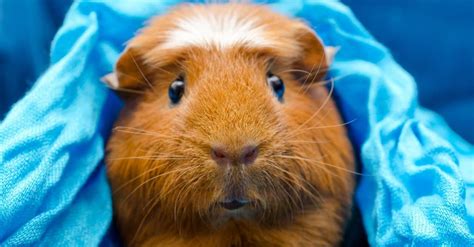 Guinea Pig Types The Ultimate Guide To Guinea Pig Breeds Unianimal