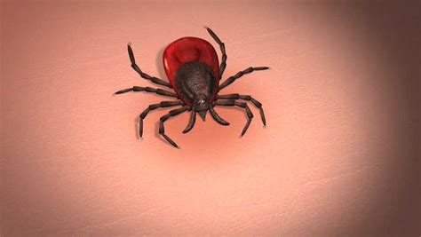 Sometimes the actions, or lack of them, by people around you can make you really angry. CDC warns Mainers to beware of Lyme as warm season starts