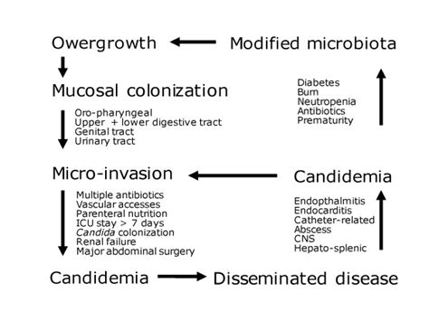 Pathophysiology Of Invasive Candidiasis Download Scientific Diagram