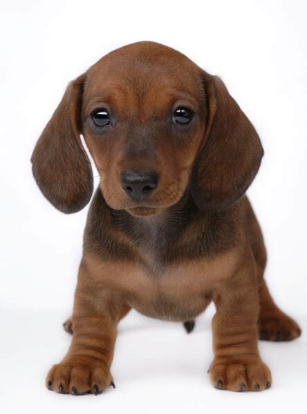 We have smooth and long hair doxies in several colors and patterns. Dachshund Puppies for Sale in Connecticut - CT Breeder
