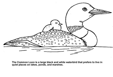 Want to discover art related to coloringpages? Image result for common loon coloring page | Loon tattoo ...