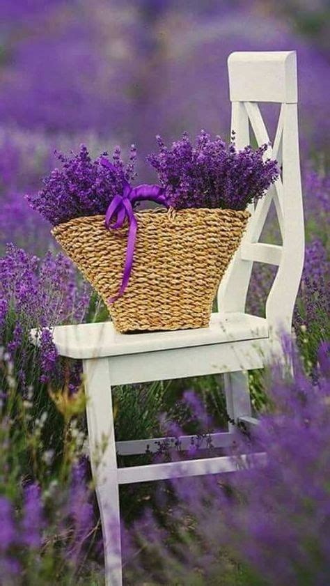220 Lavender Garden Ideas In 2021 Lavender Lavender Garden Lovely