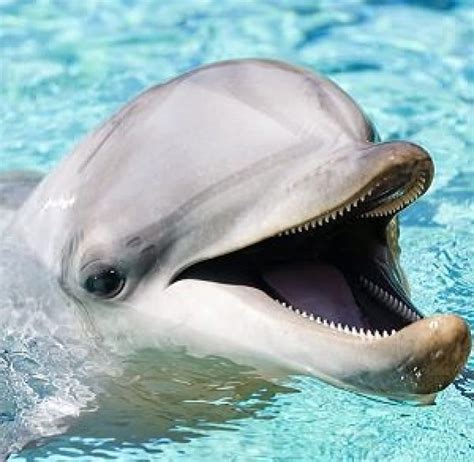 Dolphin Facts 10 Fun Facts About Dolphins Interesting Facts