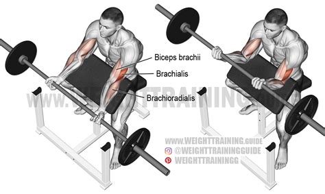 Barbell Preacher Curl Exericse Instructions And Video Weight Training Guide Barbell Preacher