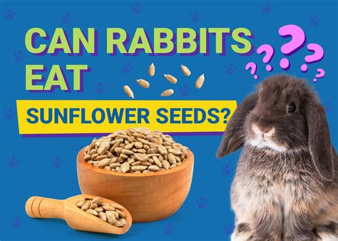 Can Rabbits Eat Sunflower Seeds? Facts & Nutrition Guide | Pet Keen