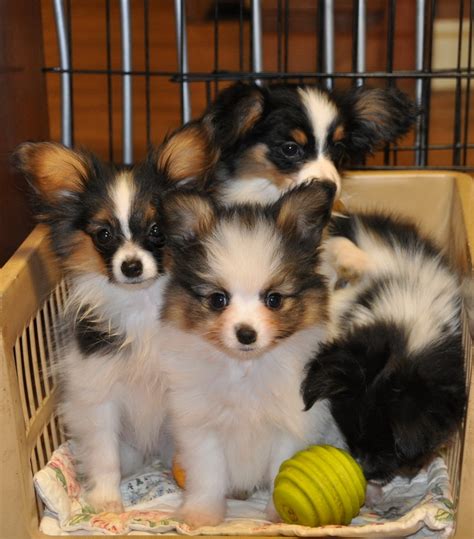 Cute Puppy Dogs Papillon Puppies