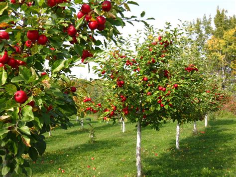 Send Flowers To Ghaziabad Grow Your Fruit Trees Organically